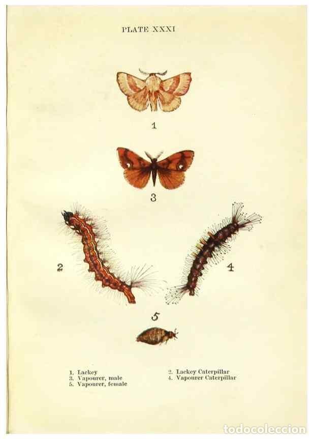 Coleccionismo de revistas y peri&oacute;dicos: Reproducci&oacute;n/Reproduction 9264536384: Butterflies and moths,. London & Edinburgh,T.C. & E.C. Jack[19