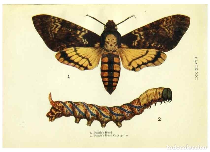 Coleccionismo de revistas y peri&oacute;dicos: Reproducci&oacute;n/Reproduction 9261753403: Butterflies and moths,. London & Edinburgh,T.C. & E.C. Jack[19