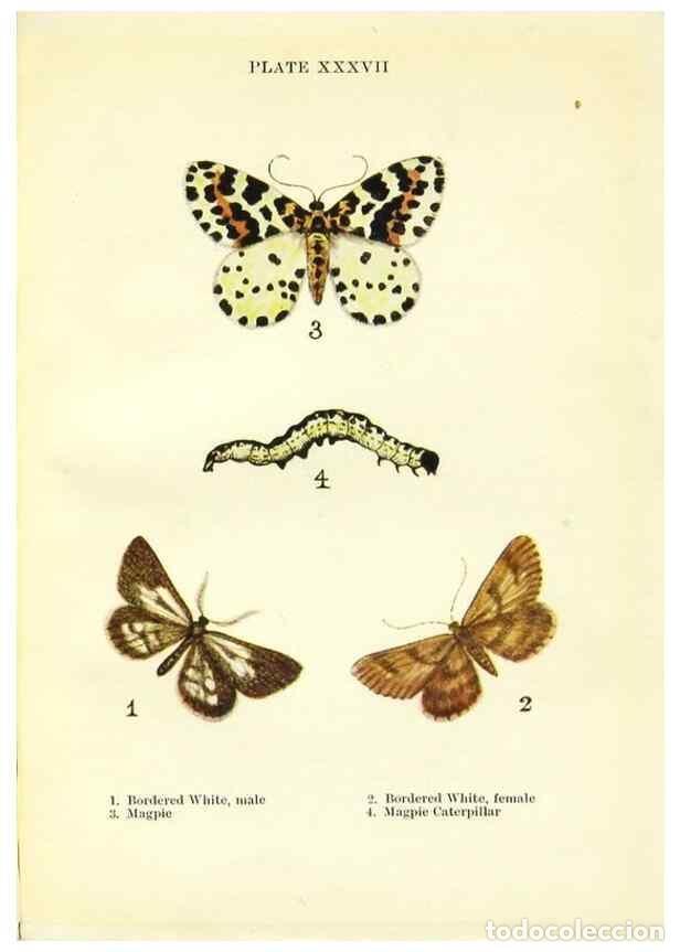 Coleccionismo de revistas y peri&oacute;dicos: Reproducci&oacute;n/Reproduction 9261764939: Butterflies and moths,. London & Edinburgh,T.C. & E.C. Jack[19