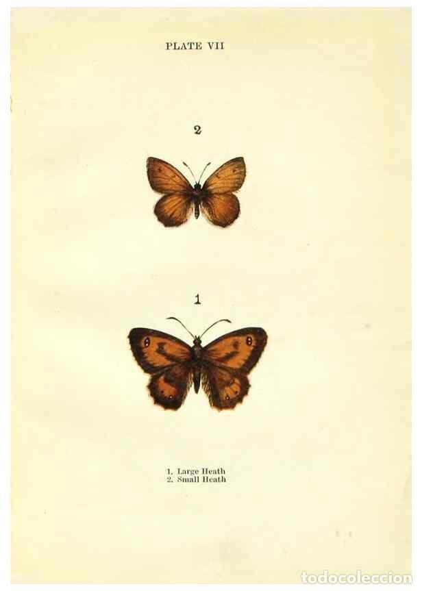 Coleccionismo de revistas y peri&oacute;dicos: Reproducci&oacute;n/Reproduction 9264517066: Butterflies and moths,. London & Edinburgh,T.C. & E.C. Jack[19