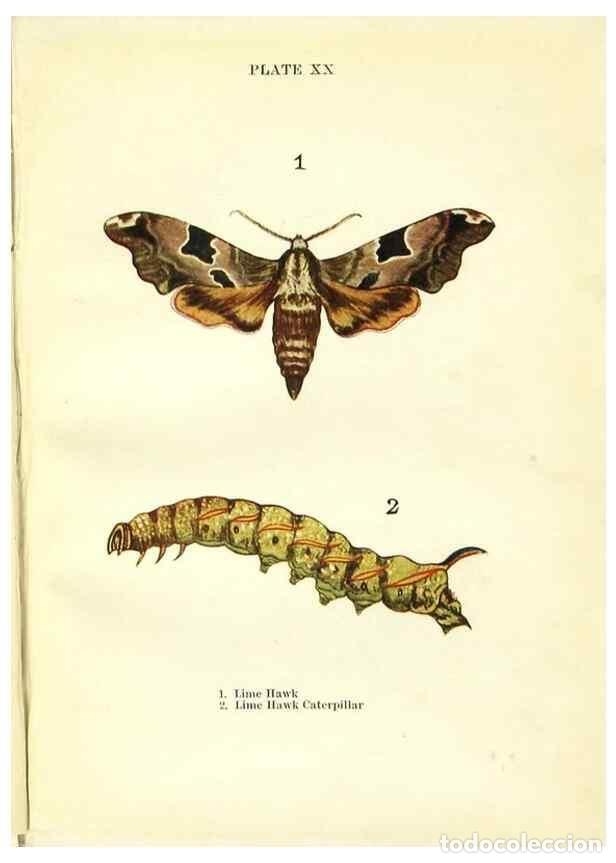 Coleccionismo de revistas y peri&oacute;dicos: Reproducci&oacute;n/Reproduction 9261751999: Butterflies and moths,. London & Edinburgh,T.C. & E.C. Jack[19