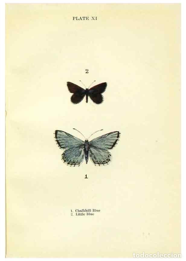 Coleccionismo de revistas y peri&oacute;dicos: Reproducci&oacute;n/Reproduction 9261744765: Butterflies and moths,. London & Edinburgh,T.C. & E.C. Jack[19