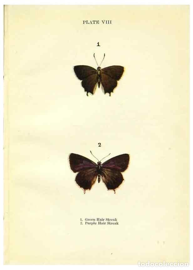 Coleccionismo de revistas y peri&oacute;dicos: Reproducci&oacute;n/Reproduction 9261742569: Butterflies and moths,. London & Edinburgh,T.C. & E.C. Jack[19