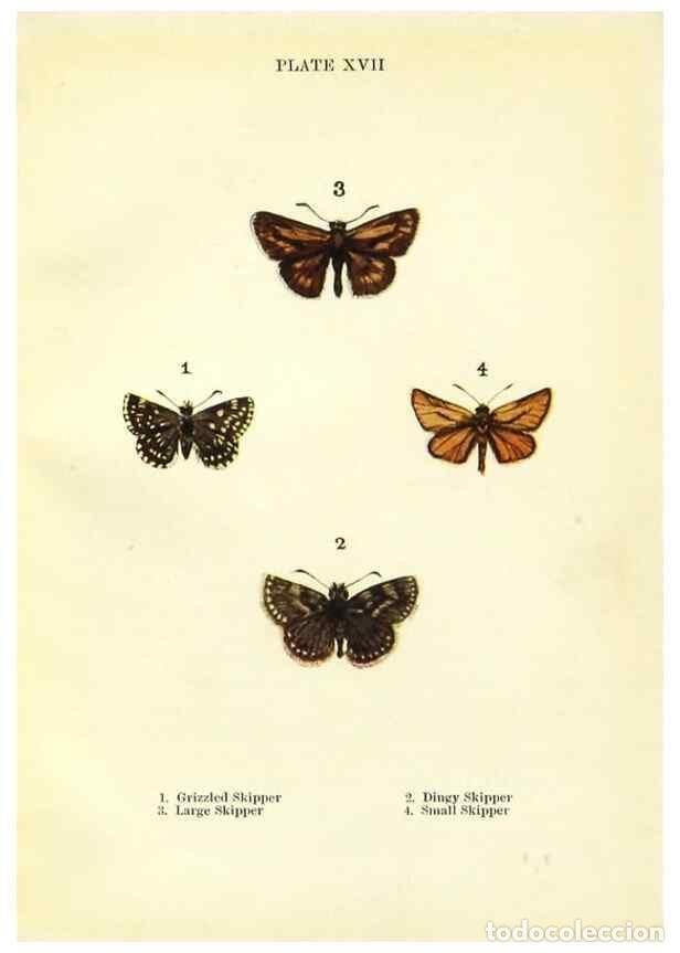 Coleccionismo de revistas y peri&oacute;dicos: Reproducci&oacute;n/Reproduction 9264524988: Butterflies and moths,. London & Edinburgh,T.C. & E.C. Jack[19