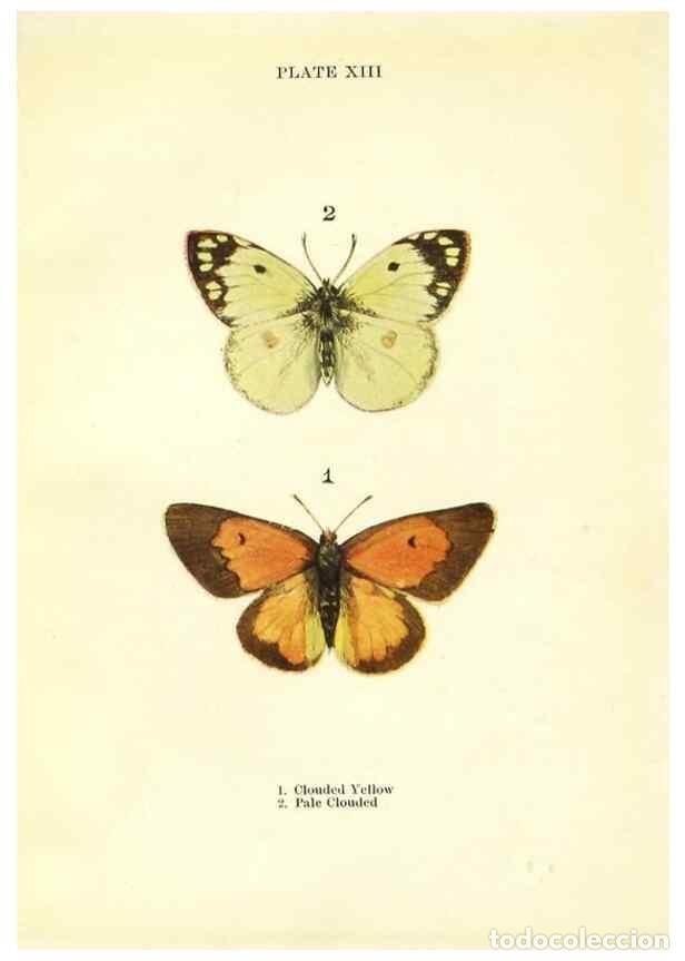 Coleccionismo de revistas y peri&oacute;dicos: Reproducci&oacute;n/Reproduction 9264521222: Butterflies and moths,. London & Edinburgh,T.C. & E.C. Jack[19