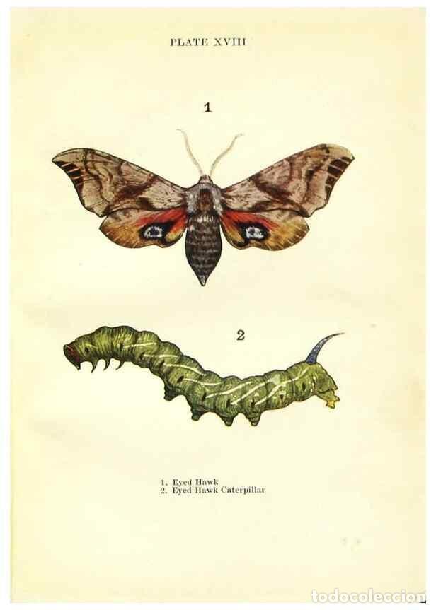 Coleccionismo de revistas y peri&oacute;dicos: Reproducci&oacute;n/Reproduction 9261750261: Butterflies and moths,. London & Edinburgh,T.C. & E.C. Jack[19