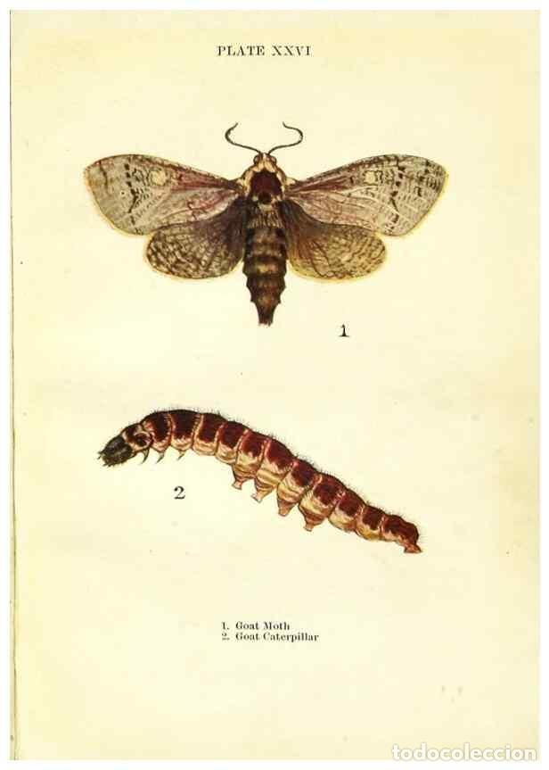 Coleccionismo de revistas y peri&oacute;dicos: Reproducci&oacute;n/Reproduction 9261757319: Butterflies and moths,. London & Edinburgh,T.C. & E.C. Jack[19