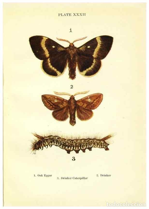 Coleccionismo de revistas y peri&oacute;dicos: Reproducci&oacute;n/Reproduction 9264537096: Butterflies and moths,. London & Edinburgh,T.C. & E.C. Jack[19