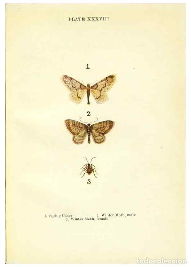 Coleccionismo de revistas y peri&oacute;dicos: Reproducci&oacute;n/Reproduction 9261765633: Butterflies and moths,. London & Edinburgh,T.C. & E.C. Jack[19