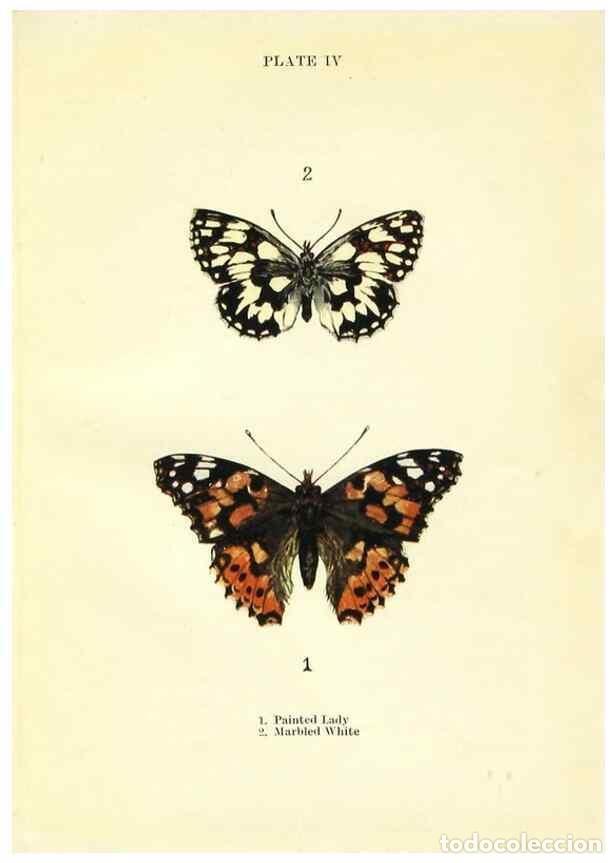 Coleccionismo de revistas y peri&oacute;dicos: Reproducci&oacute;n/Reproduction 9261739775: Butterflies and moths,. London & Edinburgh,T.C. & E.C. Jack[19