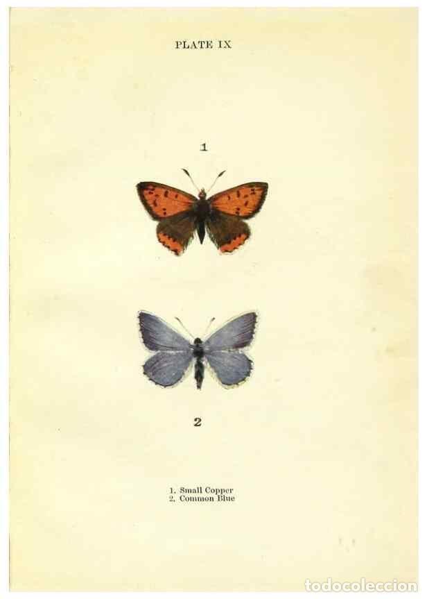 Coleccionismo de revistas y peri&oacute;dicos: Reproducci&oacute;n/Reproduction 9264518576: Butterflies and moths,. London & Edinburgh,T.C. & E.C. Jack[19