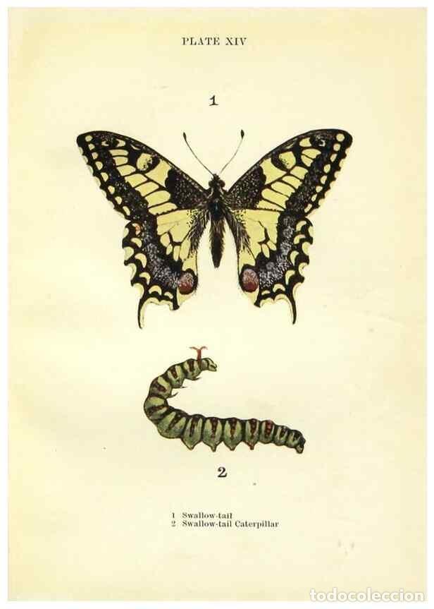 Coleccionismo de revistas y peri&oacute;dicos: Reproducci&oacute;n/Reproduction 9261746705: Butterflies and moths,. London & Edinburgh,T.C. & E.C. Jack[19