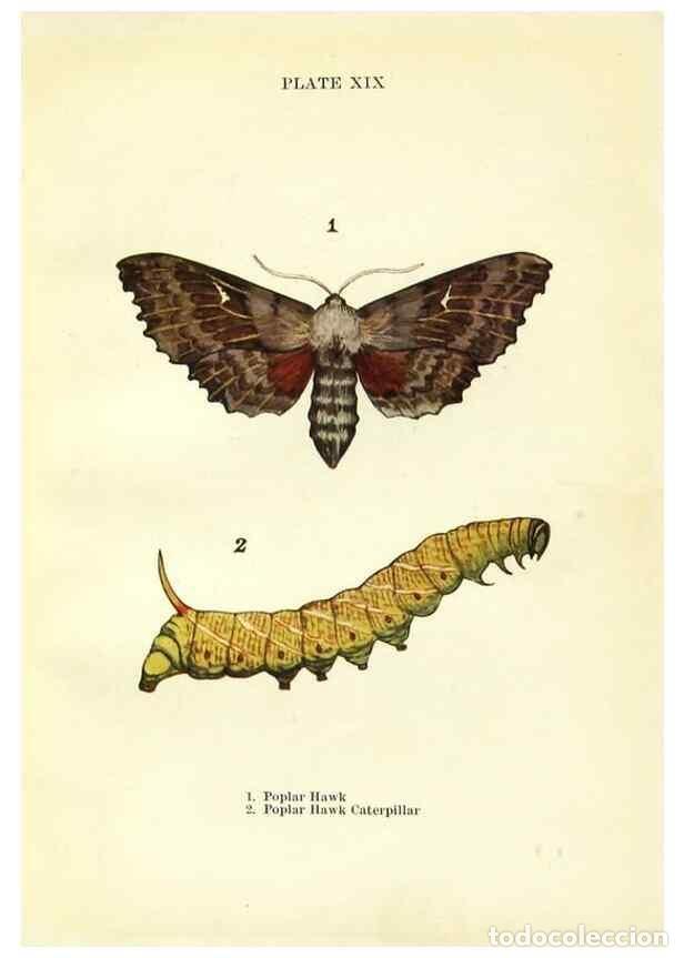 Coleccionismo de revistas y peri&oacute;dicos: Reproducci&oacute;n/Reproduction 9264526490: Butterflies and moths,. London & Edinburgh,T.C. & E.C. Jack[19