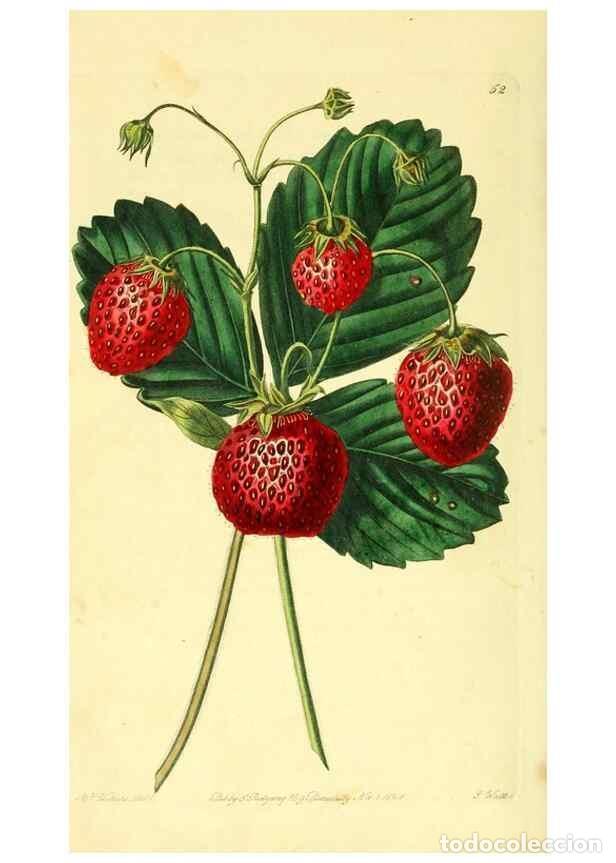 Coleccionismo de Revistas y Peri&oacute;dicos: Reproducci&oacute;n/Reproduction 8726404630: The Pomological magazine;. London;J. Ridgway. - Lindley, John,