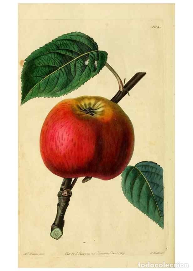 Sammeln von Zeitschriften und Zeitungen: Reproducci&oacute;n/Reproduction 8744819452: The Pomological magazine;. London;J. Ridgway. - Lindley, John,