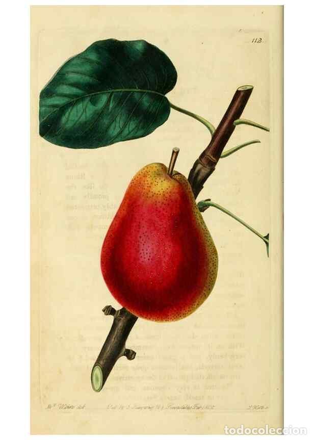 Colecionismo de Revistas e Jornais: Reproducci&oacute;n/Reproduction 8743703737: The Pomological magazine;. London;J. Ridgway. - Lindley, John,
