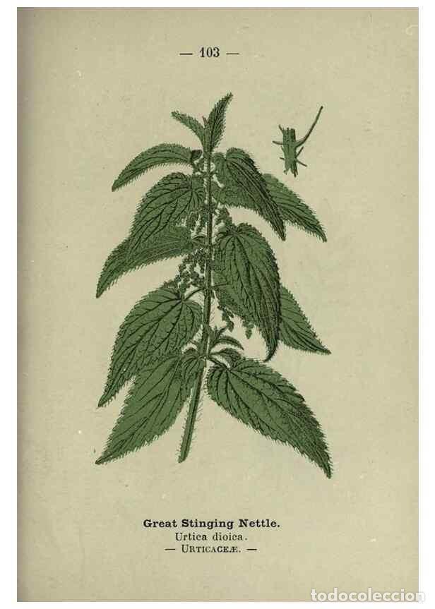 Collection Magazines and Newspapers: Reproducci&oacute;n/Reproduction 8746670269: Wayside and woodland blossoms :. London ;F. Warne,1895. - Step