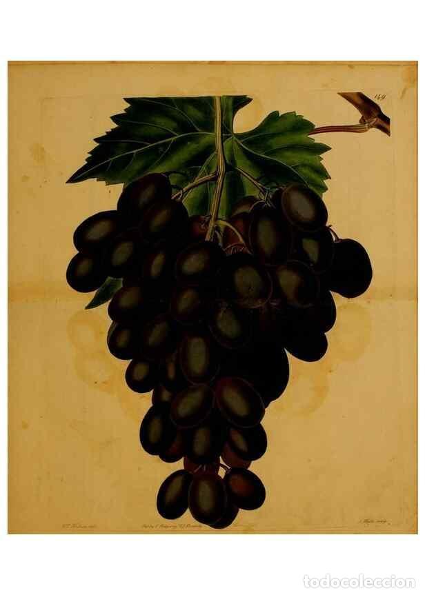 Collectionnisme de Revues et Journaux: Reproducci&oacute;n/Reproduction 8743722835: The Pomological magazine;. London;J. Ridgway. - Lindley, John,