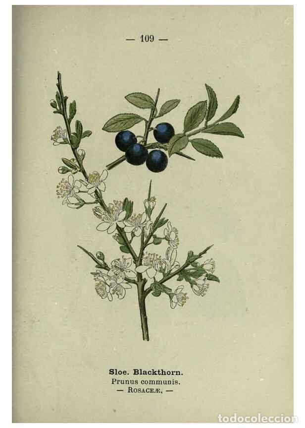 Collection Magazines and Newspapers: Reproducci&oacute;n/Reproduction 8746673045: Wayside and woodland blossoms :. London ;F. Warne,1895. - Step
