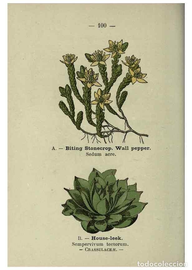 Colecionismo de Revistas e Jornais: Reproducci&oacute;n/Reproduction 8747789142: Wayside and woodland blossoms :. London ;F. Warne,1895. - Step