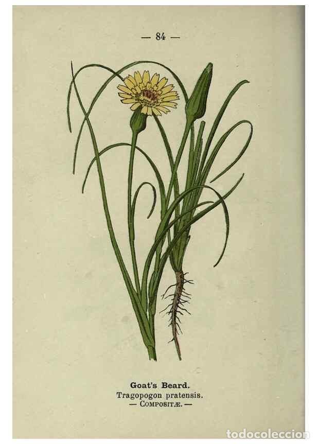 Colecionismo de Revistas e Jornais: Reproducci&oacute;n/Reproduction 8747781788: Wayside and woodland blossoms :. London ;F. Warne,1895. - Step