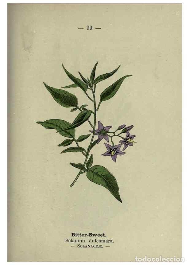 Coleccionismo de revistas y peri&oacute;dicos: Reproducci&oacute;n/Reproduction 8747788588: Wayside and woodland blossoms :. London ;F. Warne,1895. - Step