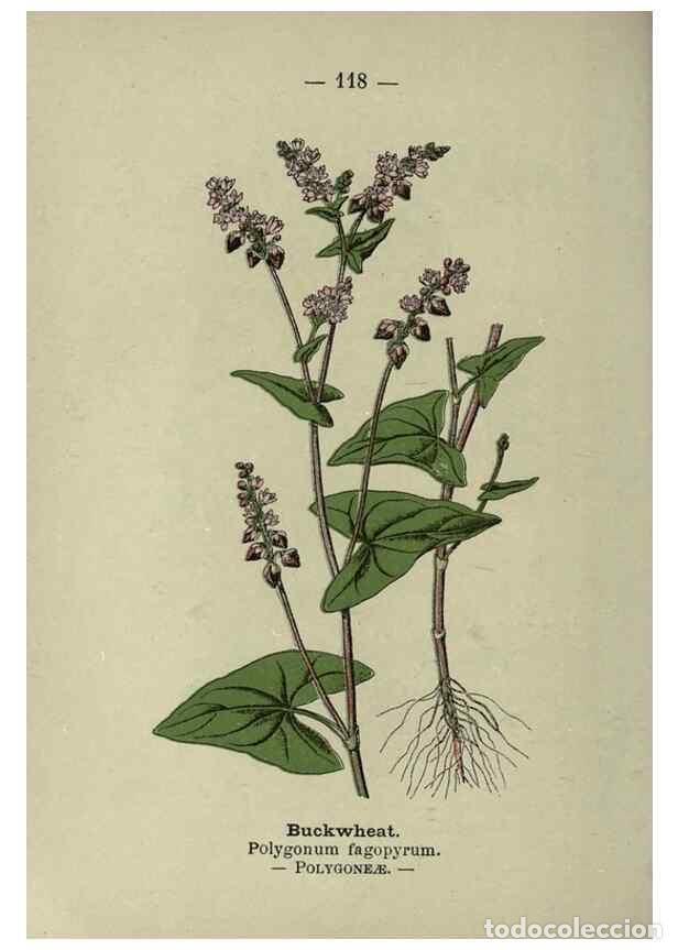 Sammeln von Zeitschriften und Zeitungen: Reproducci&oacute;n/Reproduction 8747797174: Wayside and woodland blossoms :. London ;F. Warne,1895. - Step