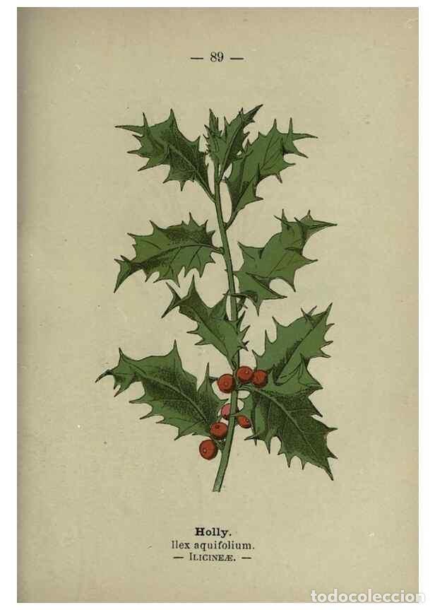 Sammeln von Zeitschriften und Zeitungen: Reproducci&oacute;n/Reproduction 8747784154: Wayside and woodland blossoms :. London ;F. Warne,1895. - Step