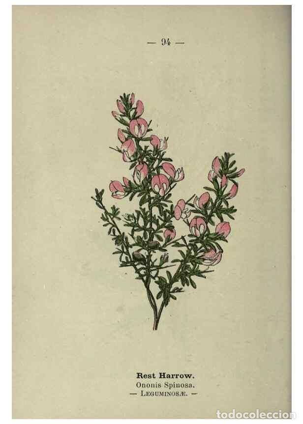 Coleccionismo de revistas y peri&oacute;dicos: Reproducci&oacute;n/Reproduction 8746665861: Wayside and woodland blossoms :. London ;F. Warne,1895. - Step