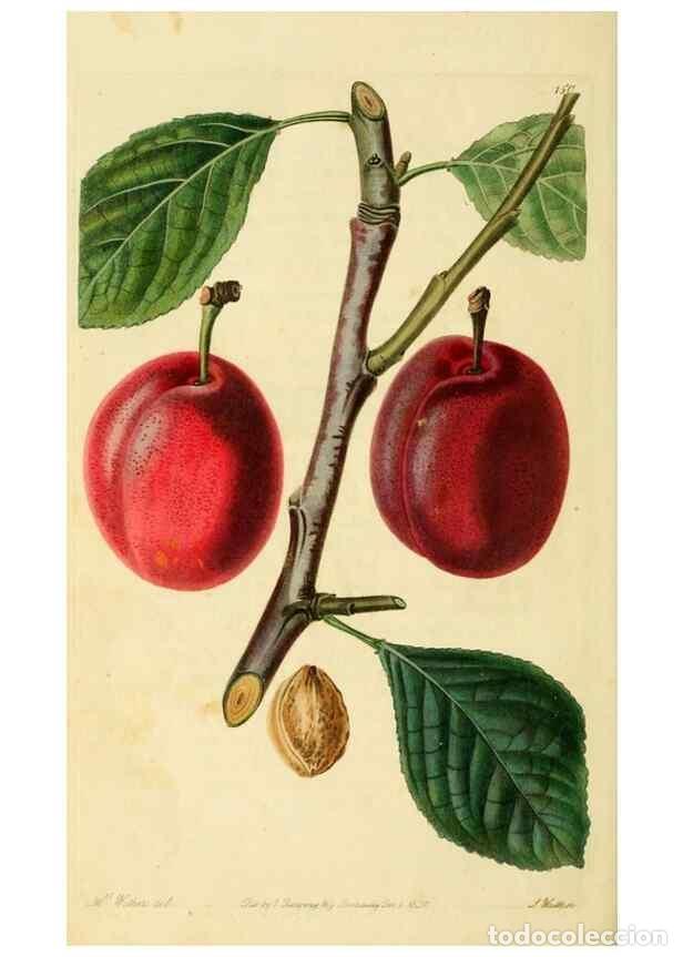 Colecionismo de Revistas e Jornais: Reproducci&oacute;n/Reproduction 8743723449: The Pomological magazine;. London;J. Ridgway. - Lindley, John,