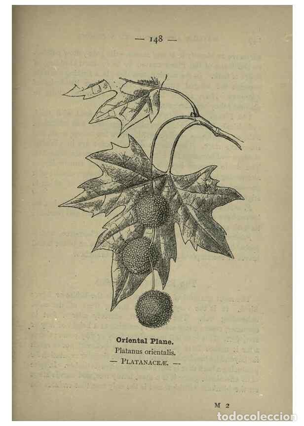 Sammeln von Zeitschriften und Zeitungen: Reproducci&oacute;n/Reproduction 8746689241: Wayside and woodland blossoms :. London ;F. Warne,1895. - Step