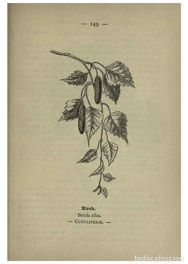 Sammeln von Zeitschriften und Zeitungen: Reproducci&oacute;n/Reproduction 8746689651: Wayside and woodland blossoms :. London ;F. Warne,1895. - Step