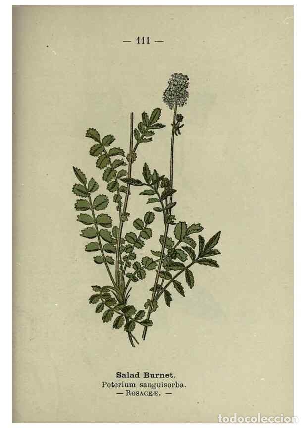Sammeln von Zeitschriften und Zeitungen: Reproducci&oacute;n/Reproduction 8747794226: Wayside and woodland blossoms :. London ;F. Warne,1895. - Step