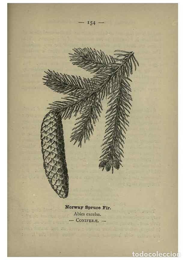 Coleccionismo de revistas y peri&oacute;dicos: Reproducci&oacute;n/Reproduction 8747812440: Wayside and woodland blossoms :. London ;F. Warne,1895. - Step
