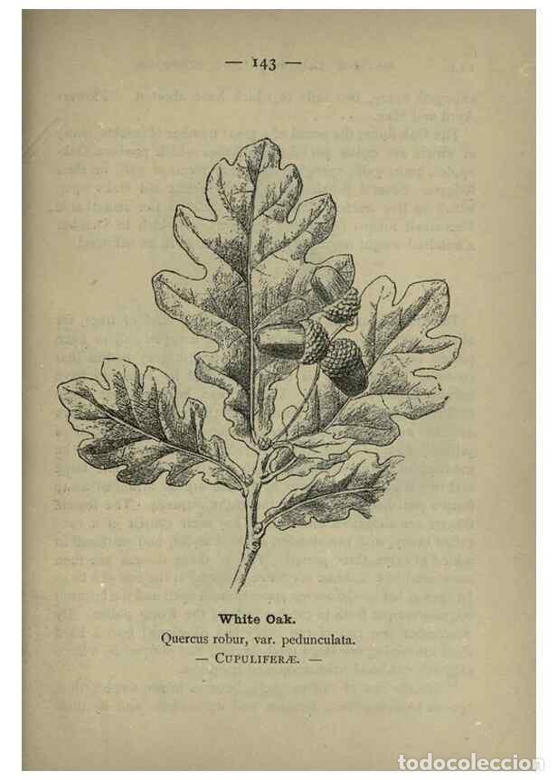 Collectionnisme de Revues et Journaux: Reproducci&oacute;n/Reproduction 8746686729: Wayside and woodland blossoms :. London ;F. Warne,1895. - Step