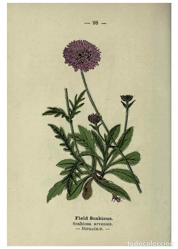 Collectionnisme de Revues et Journaux: Reproducci&oacute;n/Reproduction 8747788080: Wayside and woodland blossoms :. London ;F. Warne,1895. - Step
