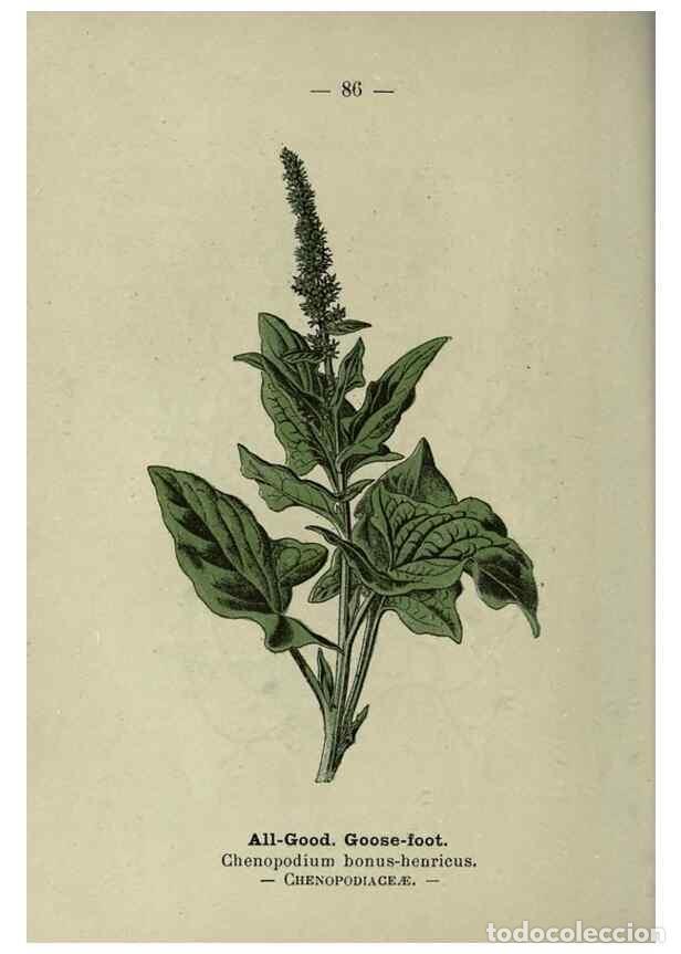 Collection Magazines and Newspapers: Reproducci&oacute;n/Reproduction 8746662257: Wayside and woodland blossoms :. London ;F. Warne,1895. - Step