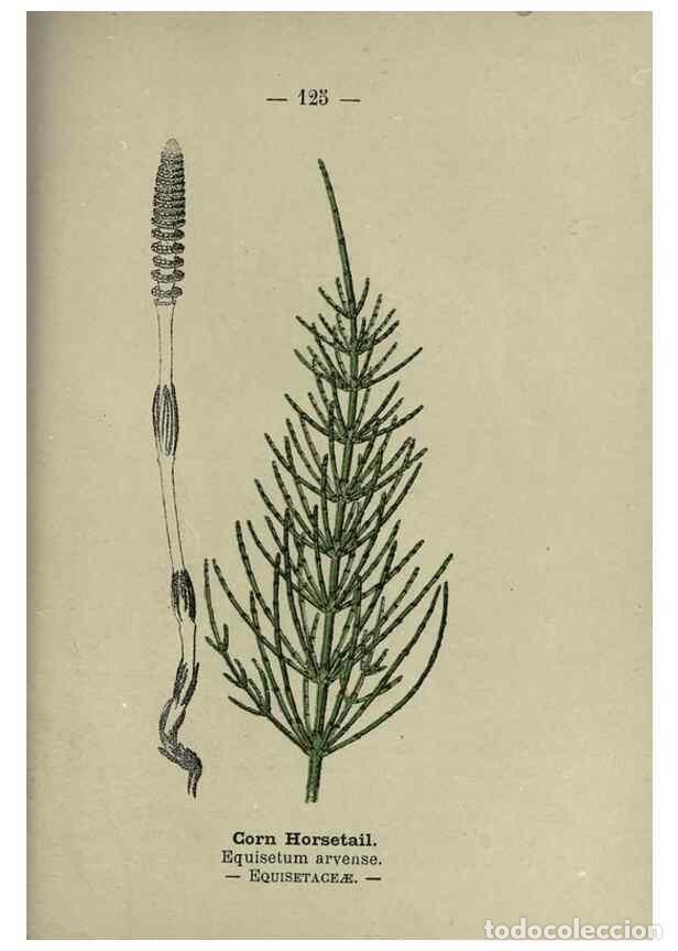 Sammeln von Zeitschriften und Zeitungen: Reproducci&oacute;n/Reproduction 8746679959: Wayside and woodland blossoms :. London ;F. Warne,1895. - Step