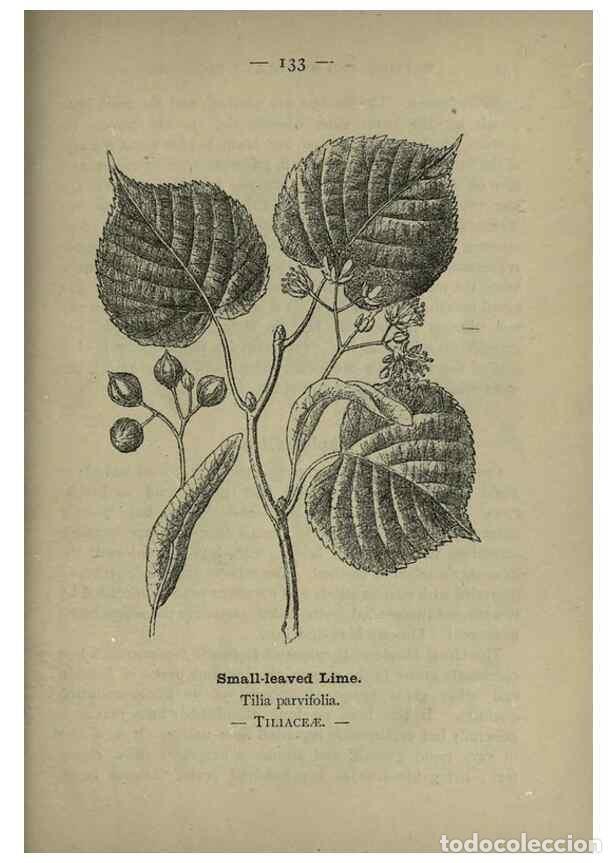Collection Magazines and Newspapers: Reproducci&oacute;n/Reproduction 8747802074: Wayside and woodland blossoms :. London ;F. Warne,1895. - Step