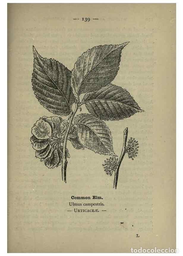 Collectionnisme de Revues et Journaux: Reproducci&oacute;n/Reproduction 8746684895: Wayside and woodland blossoms :. London ;F. Warne,1895. - Step