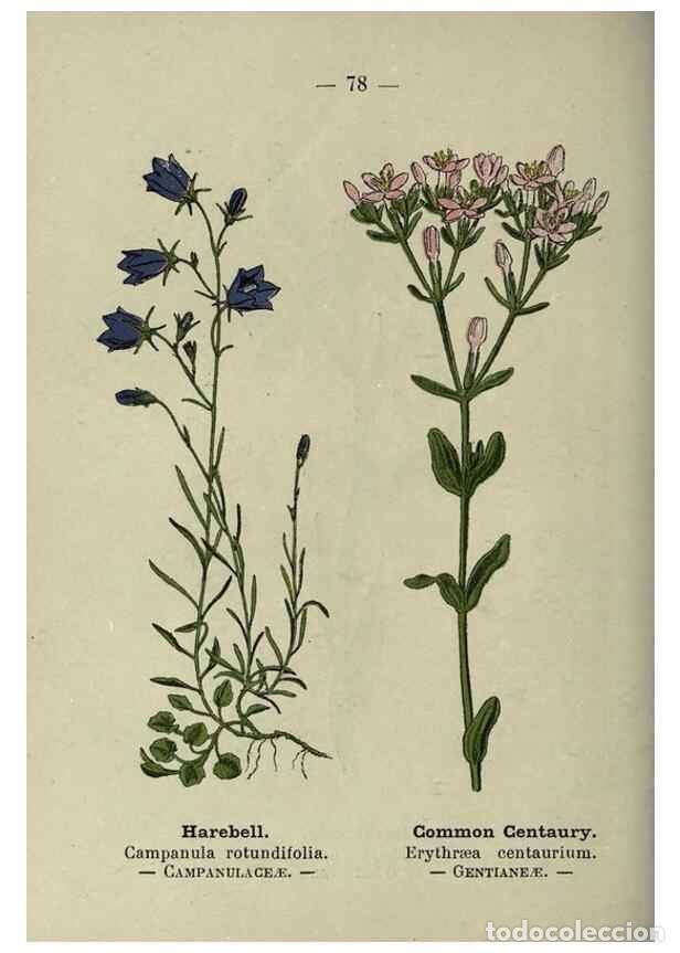 Collectionnisme de Revues et Journaux: Reproducci&oacute;n/Reproduction 8747778760: Wayside and woodland blossoms :. London ;F. Warne,1895. - Step