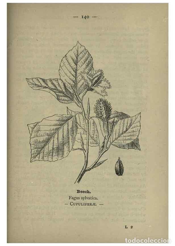 Collectionnisme de Revues et Journaux: Reproducci&oacute;n/Reproduction 8746685397: Wayside and woodland blossoms :. London ;F. Warne,1895. - Step