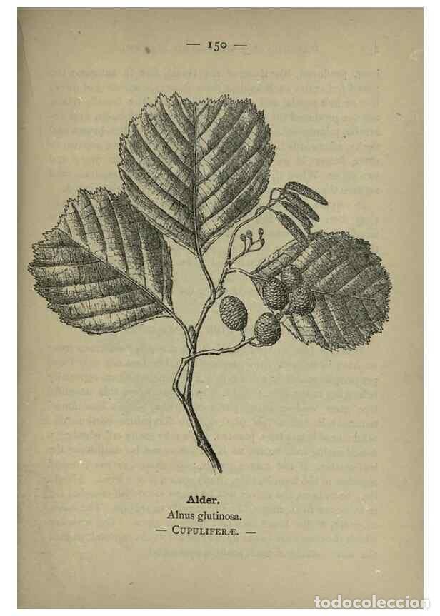 Colecionismo de Revistas e Jornais: Reproducci&oacute;n/Reproduction 8746690145: Wayside and woodland blossoms :. London ;F. Warne,1895. - Step