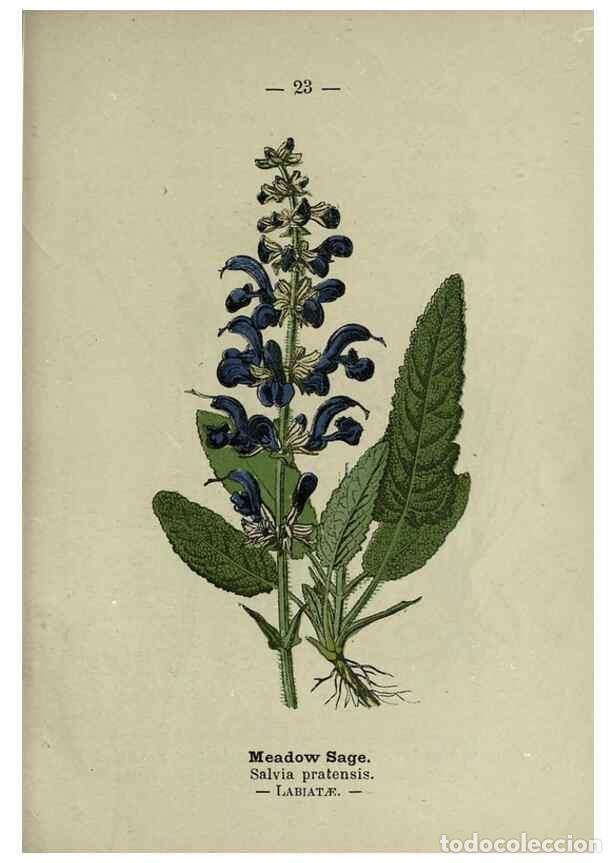 Colecionismo de Revistas e Jornais: Reproducci&oacute;n/Reproduction 8746630597: Wayside and woodland blossoms :. London ;F. Warne,1895. - Step