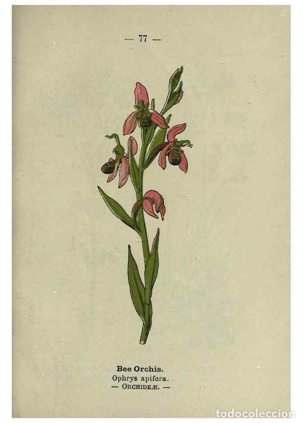 Coleccionismo de revistas y peri&oacute;dicos: Reproducci&oacute;n/Reproduction 8746657783: Wayside and woodland blossoms :. London ;F. Warne,1895. - Step