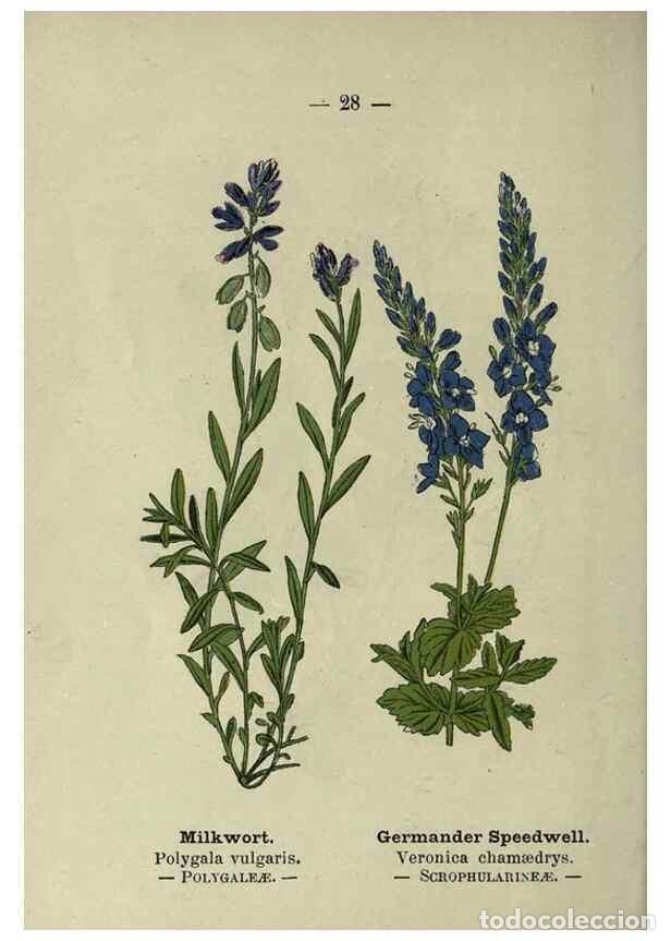 Colecionismo de Revistas e Jornais: Reproducci&oacute;n/Reproduction 8747753402: Wayside and woodland blossoms :. London ;F. Warne,1895. - Step