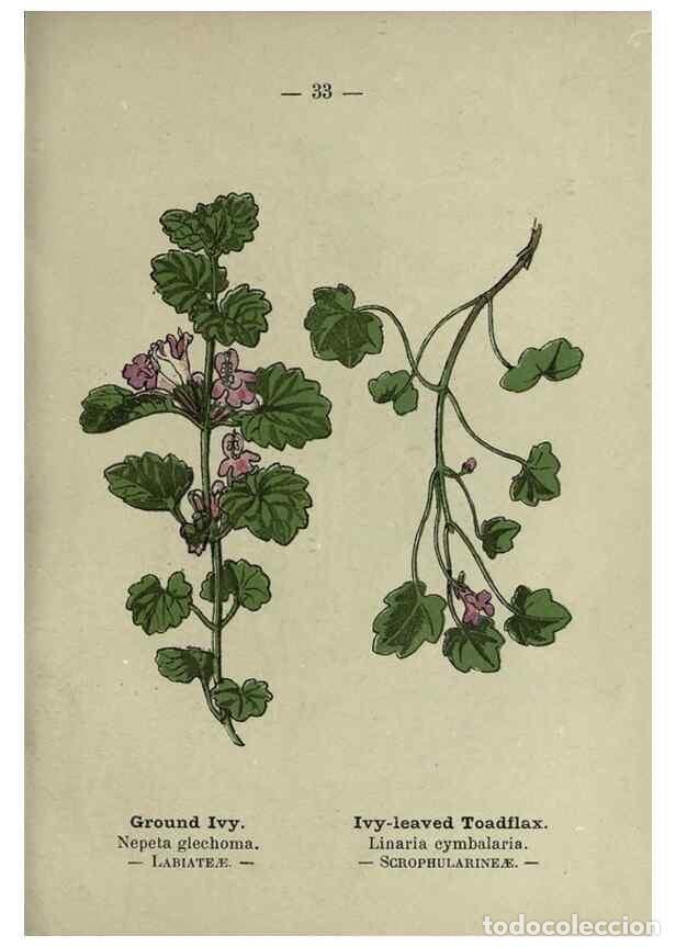Collection Magazines and Newspapers: Reproducci&oacute;n/Reproduction 8746636027: Wayside and woodland blossoms :. London ;F. Warne,1895. - Step