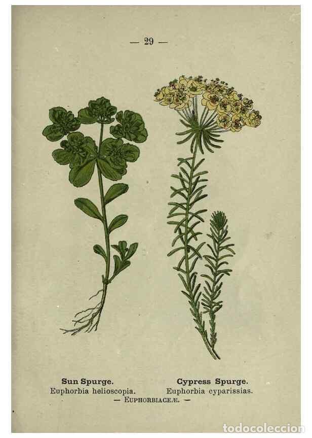 Coleccionismo de revistas y peri&oacute;dicos: Reproducci&oacute;n/Reproduction 8746633805: Wayside and woodland blossoms :. London ;F. Warne,1895. - Step