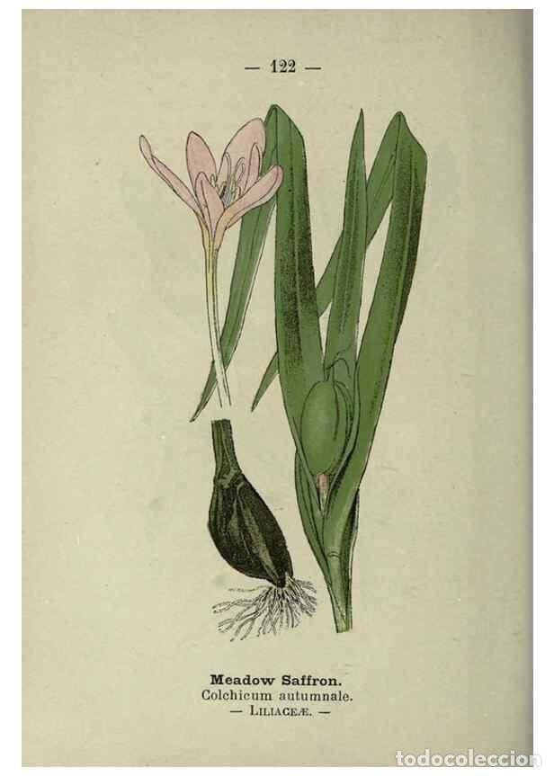 Collectionnisme de Revues et Journaux: Reproducci&oacute;n/Reproduction 8746678591: Wayside and woodland blossoms :. London ;F. Warne,1895. - Step