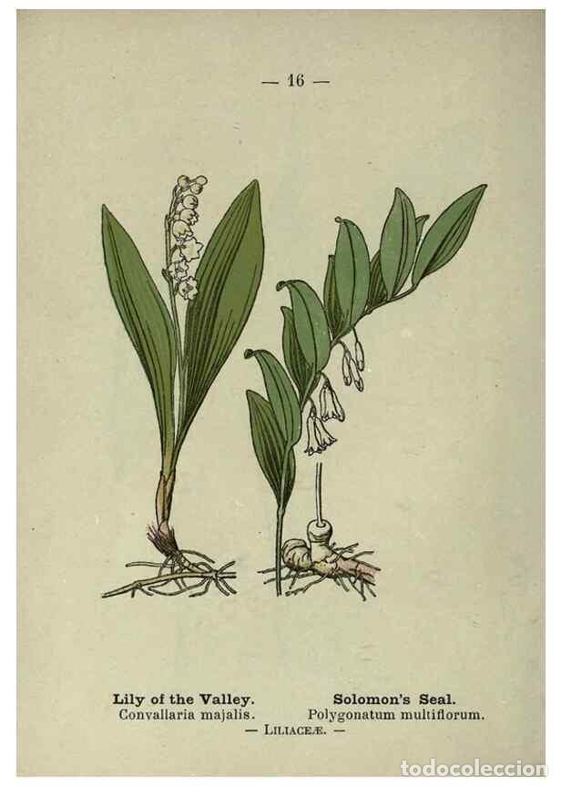 Colecionismo de Revistas e Jornais: Reproducci&oacute;n/Reproduction 8746627033: Wayside and woodland blossoms :. London ;F. Warne,1895. - Step